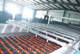 超聲波清洗設備水果清洗現場